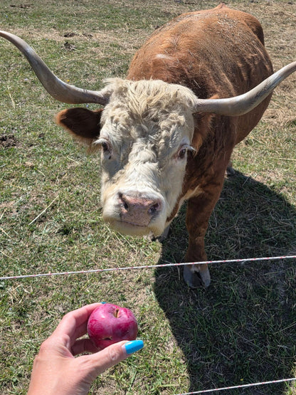 Treats for Cinnamon